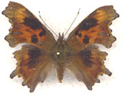 Aberrant Polygonia c-album 