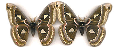 Rothschildia amoena