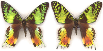 Aberrant Urania ripheus