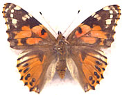 Aberrant Vanessa cardui 