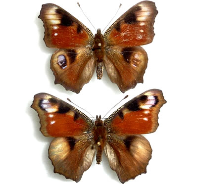 Aberrant Vanessio io   