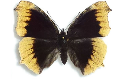 Aberrant Vanessa antiopa