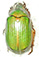 Chrysina robackeri