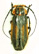 Alocerus spencei