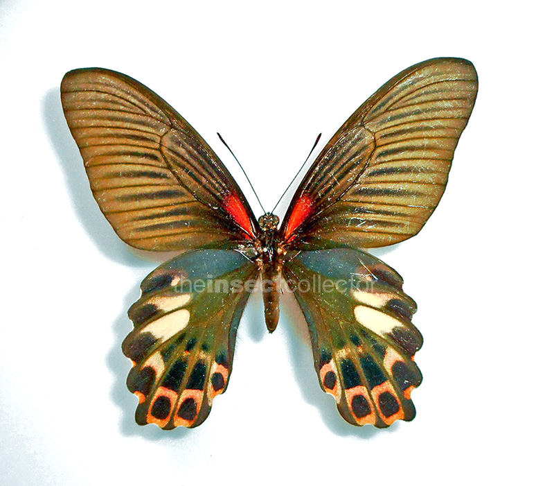 Papilio taiwanus 