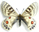 Parnassius voigti 