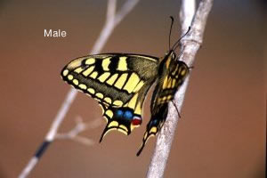 Papilio machaon