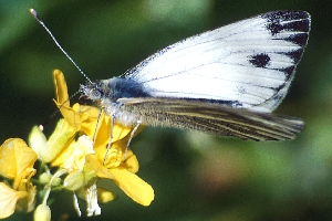 Pieris segonzaci 