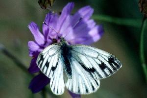 Pieris segonzaci 