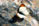 Colotis evagore Colotis evagore