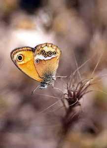 Coenonympha austati