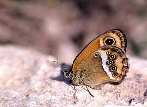 Coenonympha austati