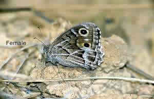 Hipparchia fidia