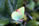 Callophrys avis 