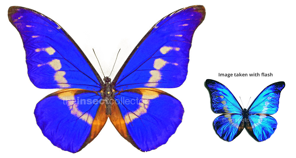 Morpho rhetenor