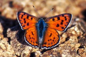 Lycaena alciphron