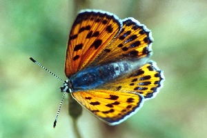 Lycaena alciphron