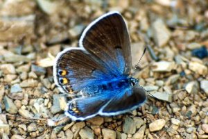 Plebejus martini