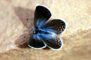 Plebejus antiatlascius