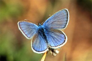 Cyaniris semiargus 