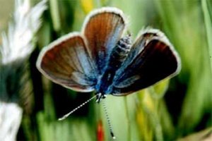 Cyaniris semiargus 