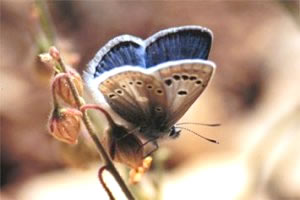 Polyommatus atlanticus