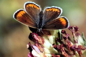 Polyommatus atlanticus