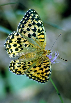 Argynnis aglaya