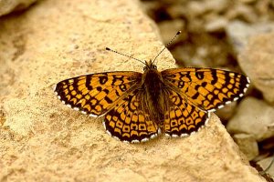 Melitaea cinxia 