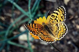 Melitaea cinxia 