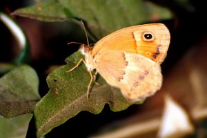 Coenonympha fettigii 