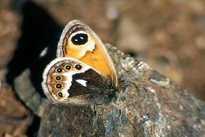 Coenonympha vaucheri