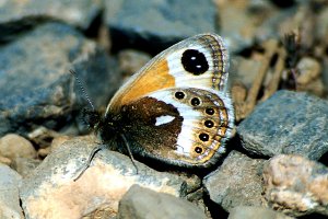 Coenonympha vaucheri