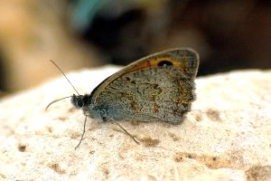 Hyponephele marrocana