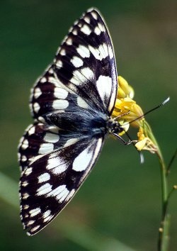 Melanargia lucasi