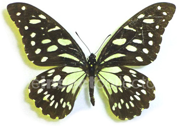 Papilio rex