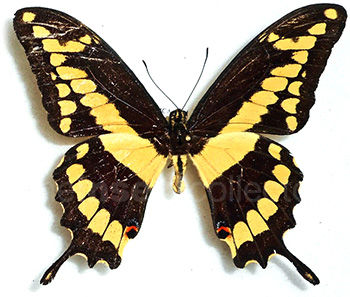 Papilio melonius