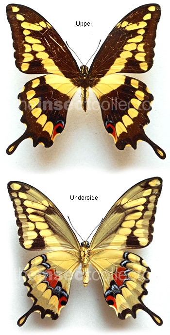 Papilio melonius