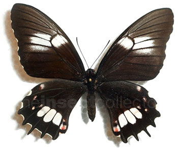 Papilio isidorus