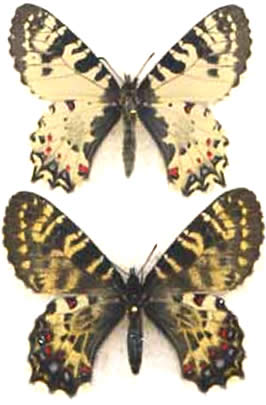 Allancastria caucasica