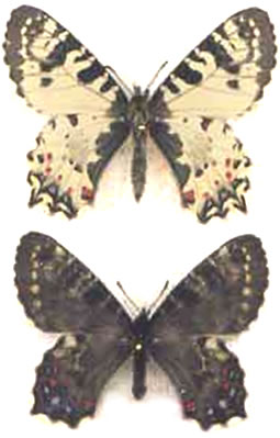 Allancastria caucasica