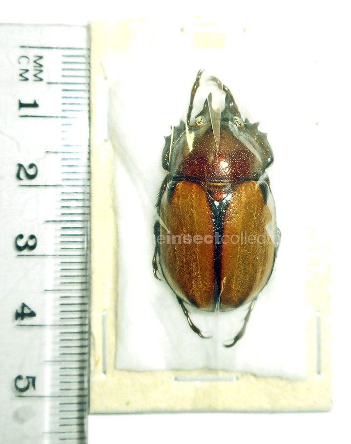 Agacephala duponti