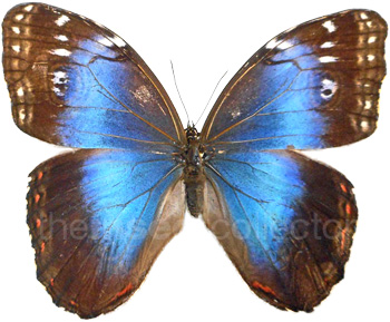 Morpho helenor 