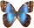 Morpho helenor 