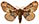 Acanthobrahmaea europea
