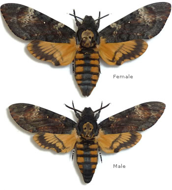 Acherontia atropos