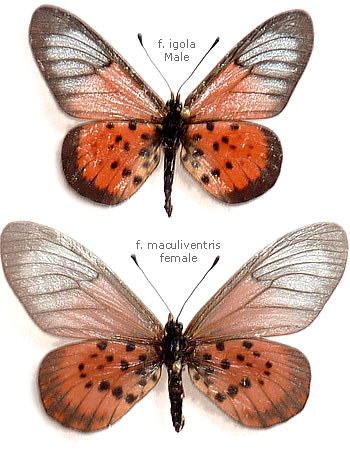 Acraea igola 