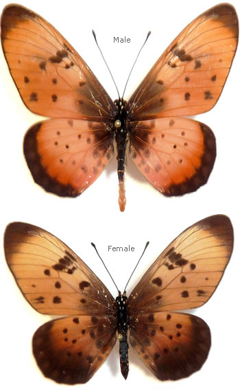 Acraea natalica