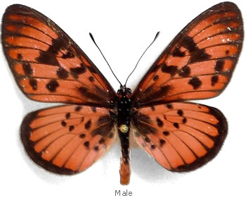 Acraea petraea