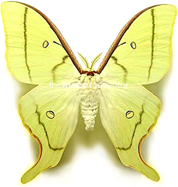 Actias aliena